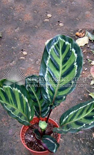 Calathea rosea picta